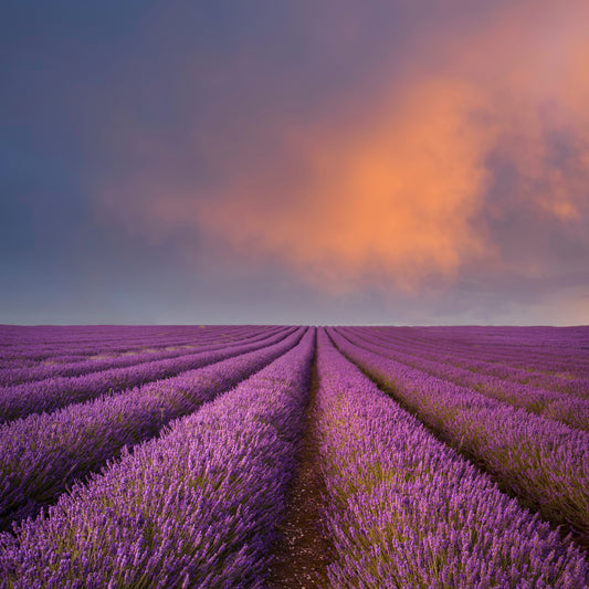 Fields of Relaxation