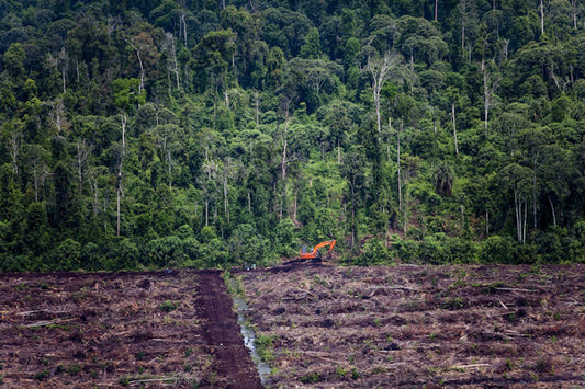Palm in the rainforest of Riau, Indonesia