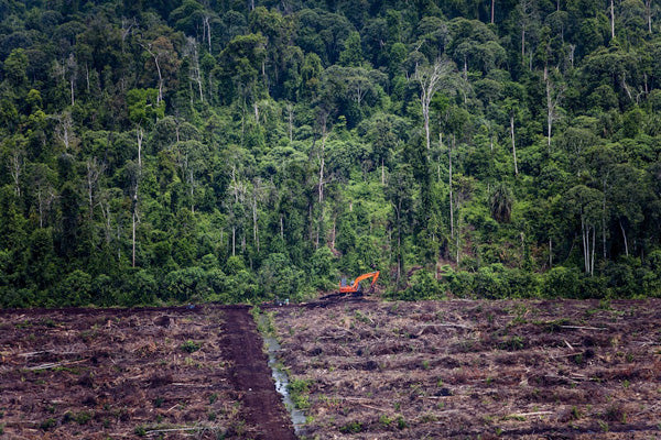 The Soap Maker's Nest Series: Palm Oil