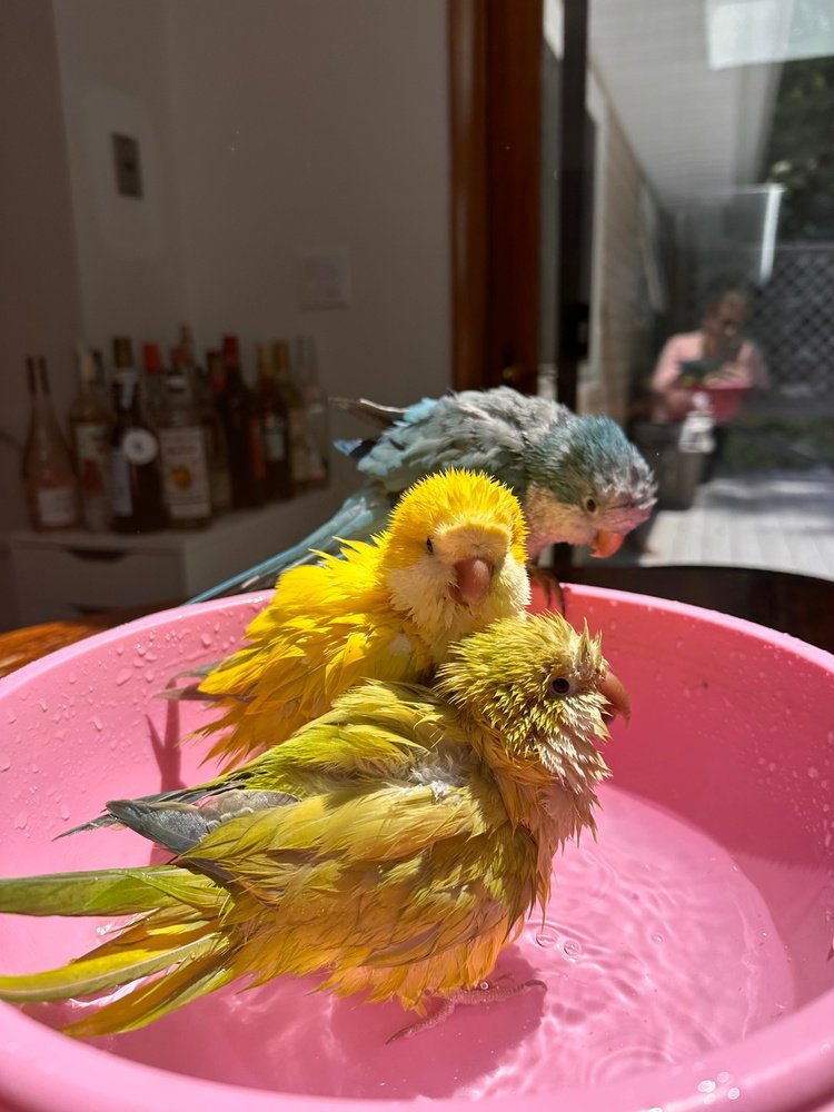For the Birds