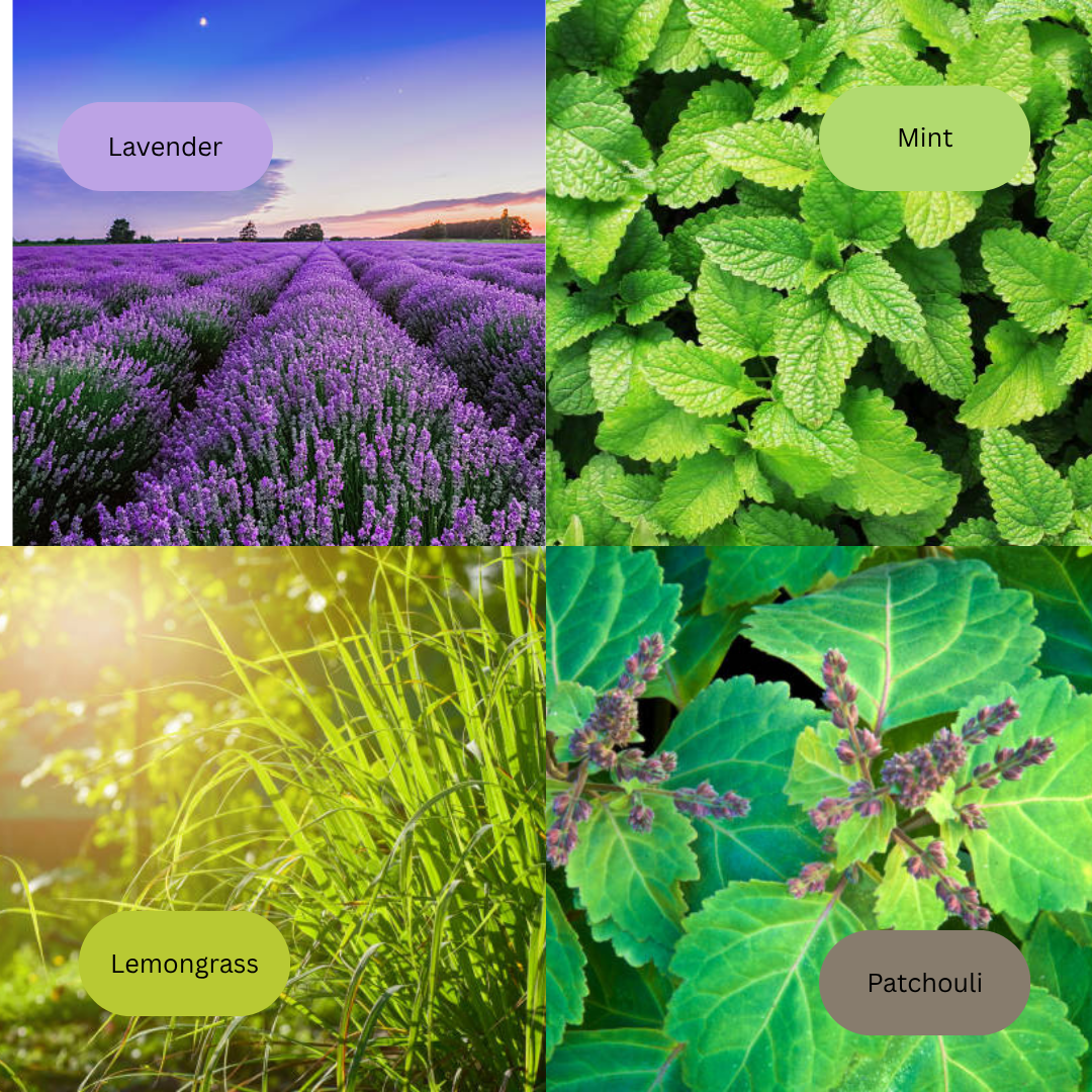 Glass Skull Car Air Freshener Diffusers, Birds of Valhalla, Vehicle Air Fresheners, Birds of Valhalla