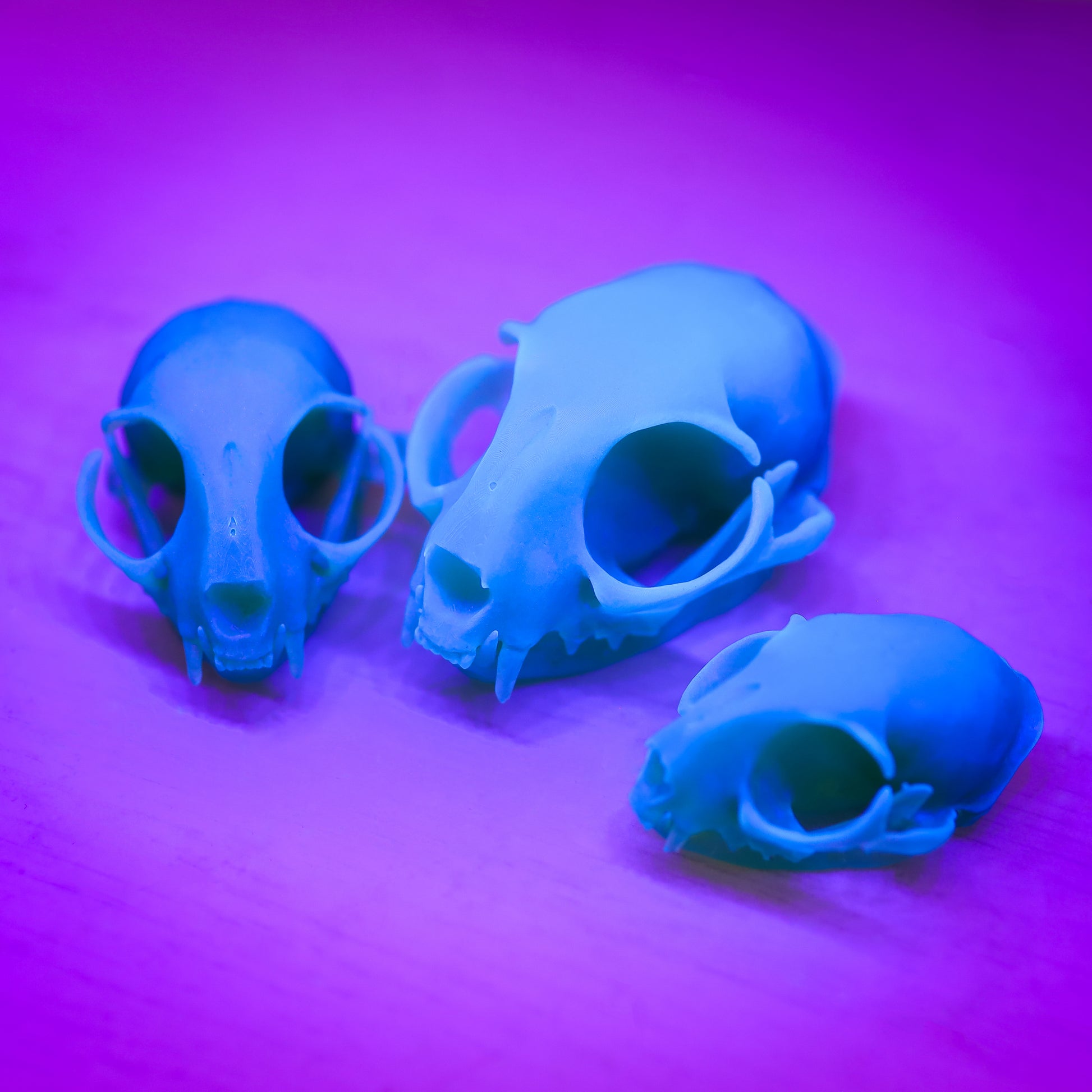 Miniature Cat Skulls, Birds of Valhalla, , Birds of Valhalla